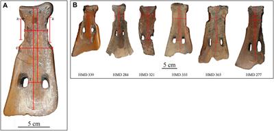 Conservative Style, Liberal Production: Hemudu’s Binary System for Maintaining its Scapular Shovel Tradition in the Southern Yangzi Delta, 7000–6000 BP